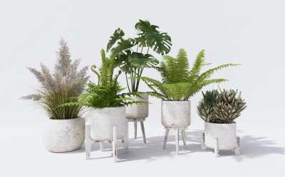 蕨类植物盆栽3D模型下载
